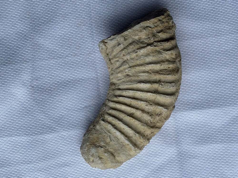 Rastellum carinatum Fossilized  Shell